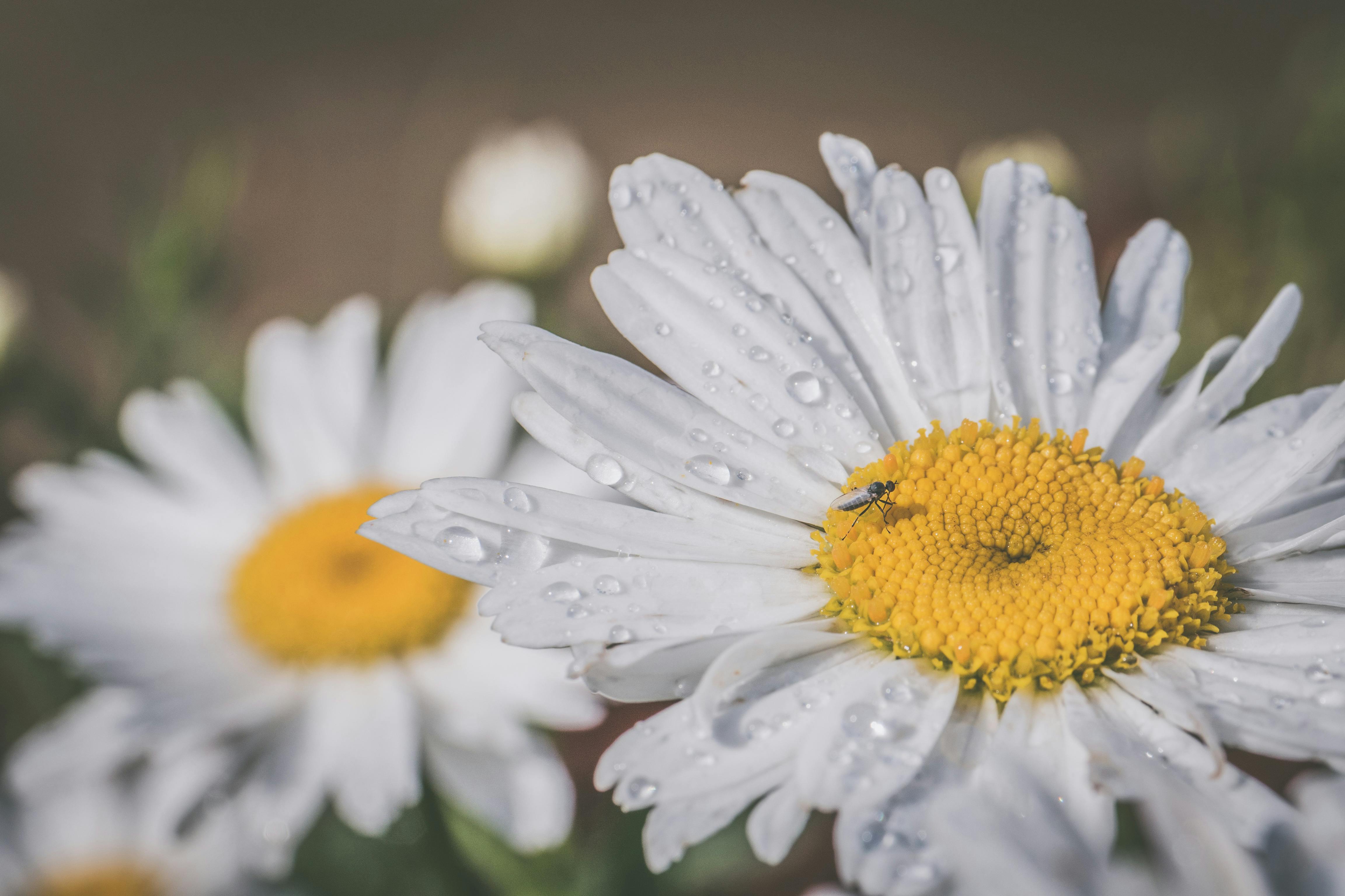 macro photography of white daisy flowers