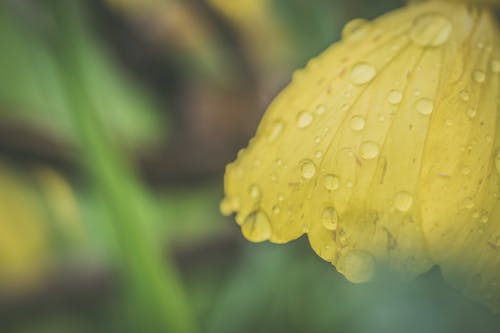 黄色花瓣花与露滴的特写照片