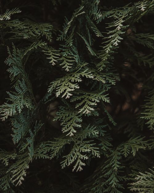 Free A serene and detailed close-up of lush cedar foliage, capturing intricate leaf patterns in dark, earthy tones. Stock Photo