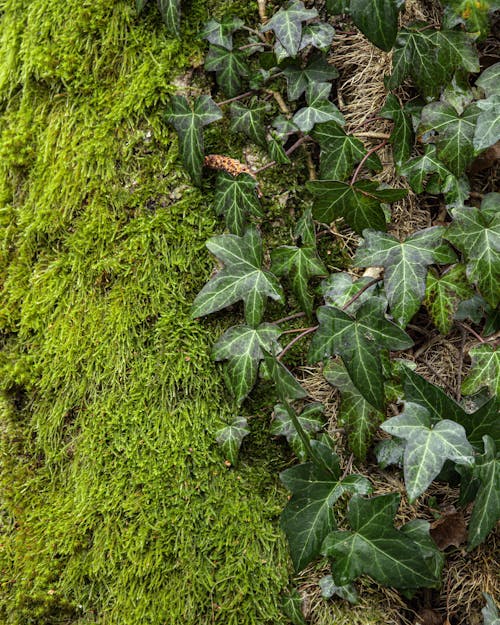 Close-up of Ivy Leaves and Moss 