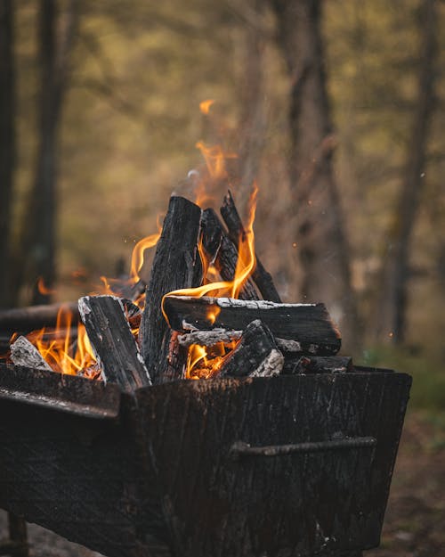 Free Fireplace in the Forest Stock Photo