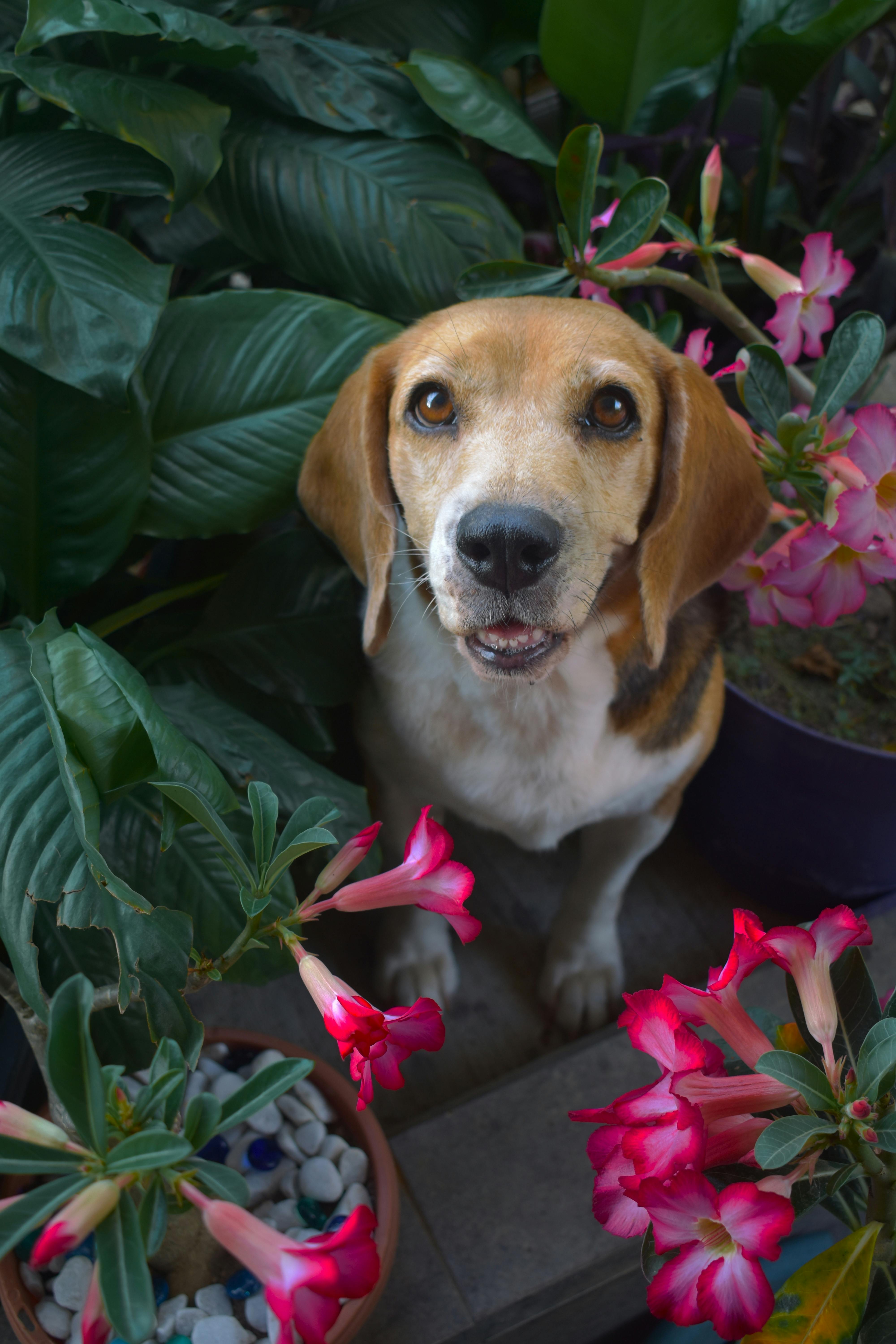 Beagle Near Pink Flowers