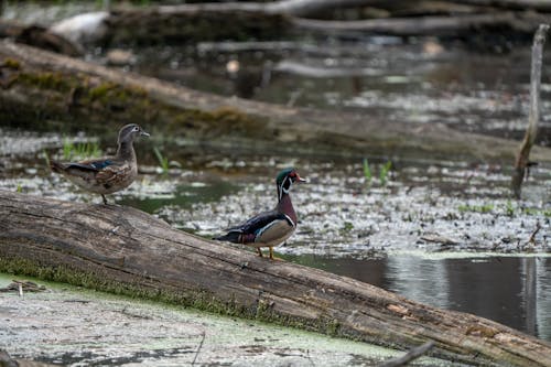 Photo of Ducks perched on Wood