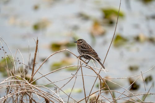 Gratis stockfoto met bladeren, fabriek, natuur