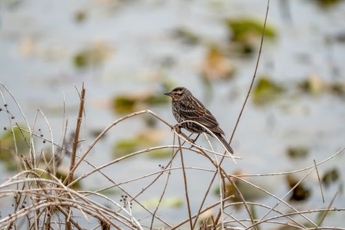 Free Female red-winged blackbird sits gracefully on dry branches with a blurred water backdrop. Stock Photo