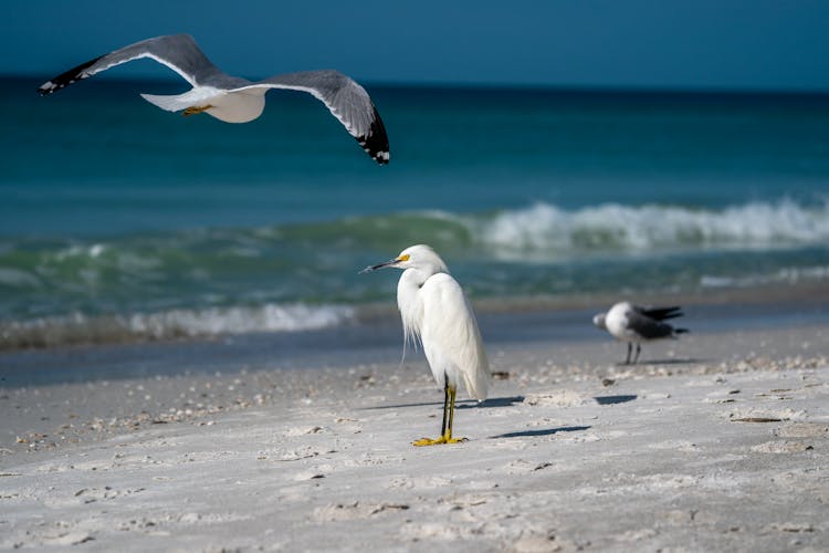 Snowy Egret