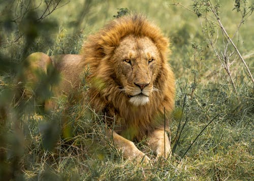 A Lion on the Grass 