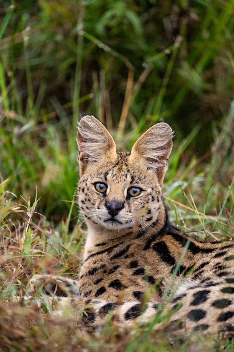 Brown And Black Serval On Green Grass