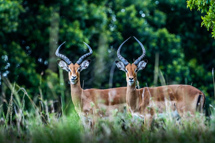 Impala On Green Grass