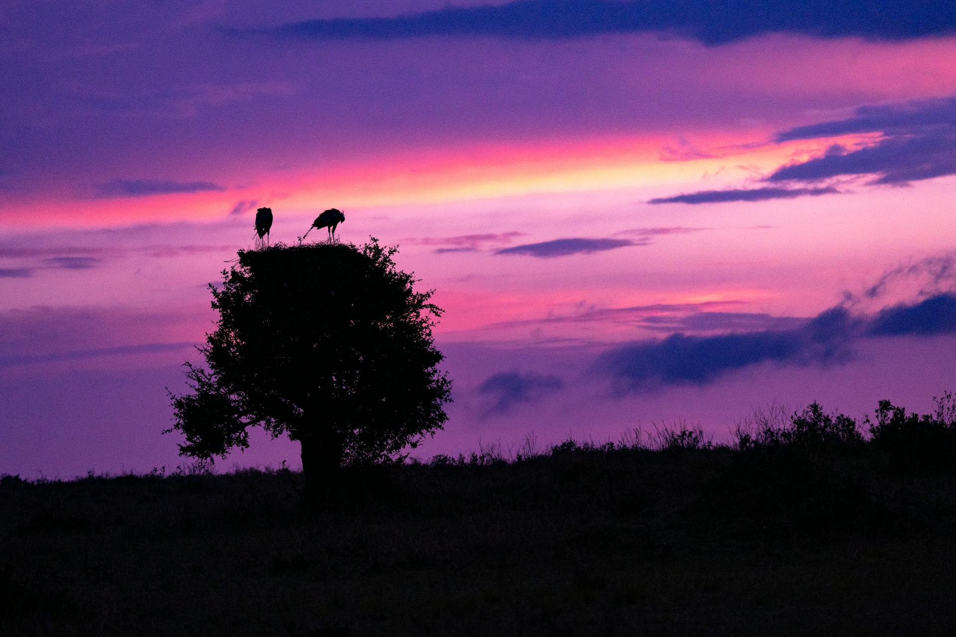 Silhouette of birds perched on a tree against a stunning purple and pink sunset on a Kenyan safari.