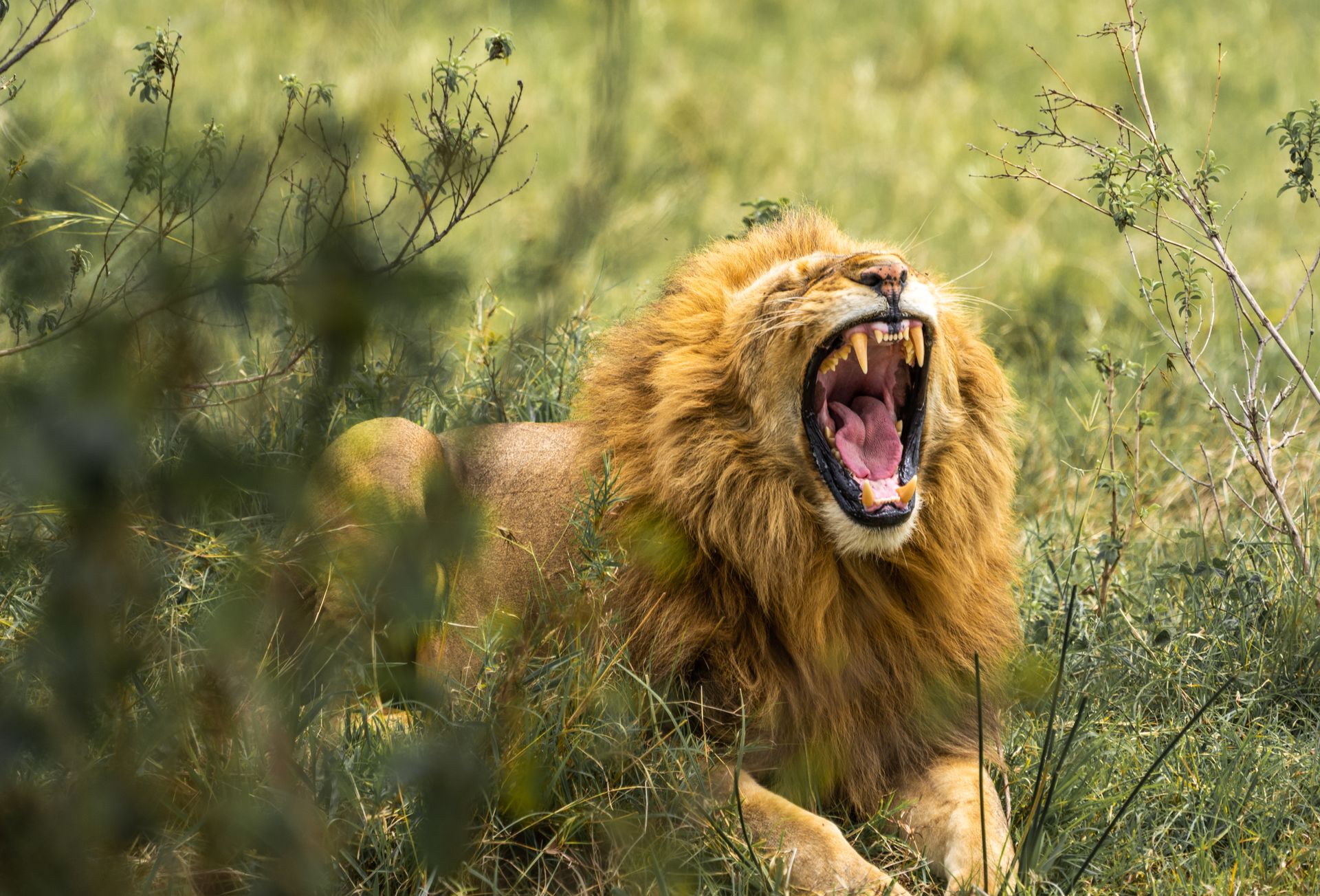 Close-Up Shot of a Lion on the Grass