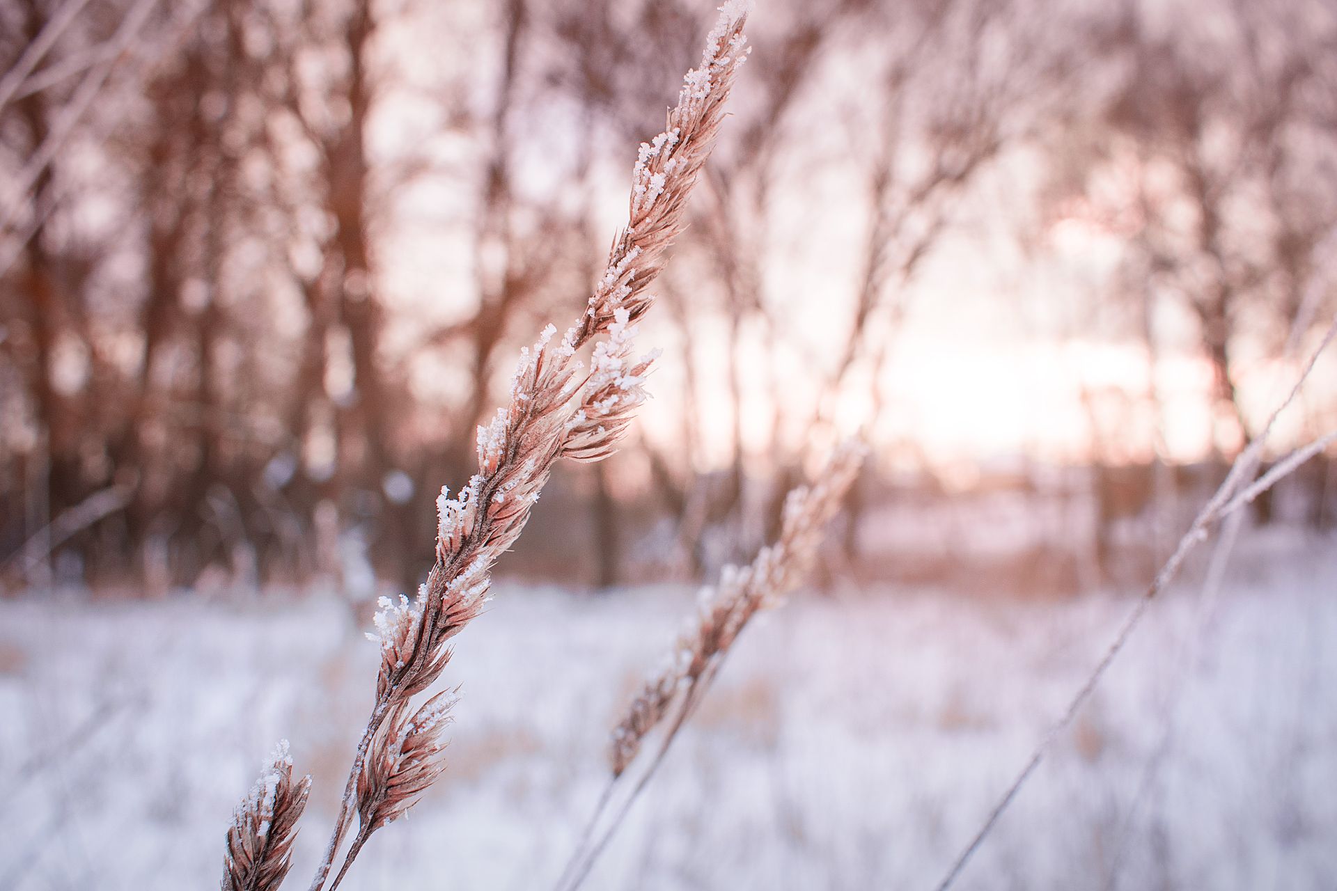 Shallow Focus Photography of Plant during winter