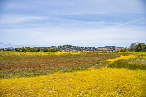 Free A wide meadow with vibrant yellow and green hues against a backdrop of hills under a clear sky. Stock Photo