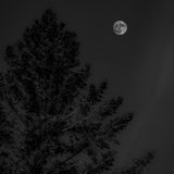 Full moon above a conifer at night, photo by Lany-Jade Mondou on Pexels