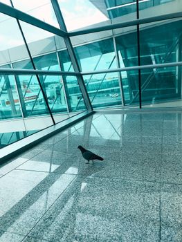 A lone pigeon wanders on a shiny floor inside a modern glass airport terminal.