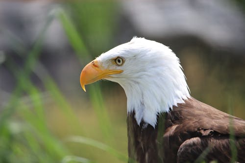 Close-Up Shot of a Bald Eagle 