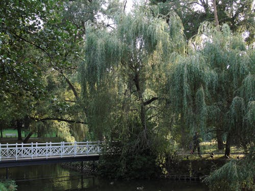 Imagine de stoc gratuită din parc