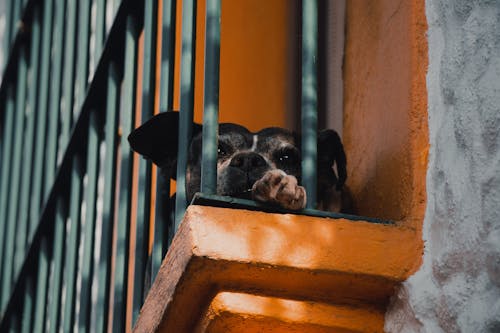 Immagine gratuita di animale, animale domestico, balcone