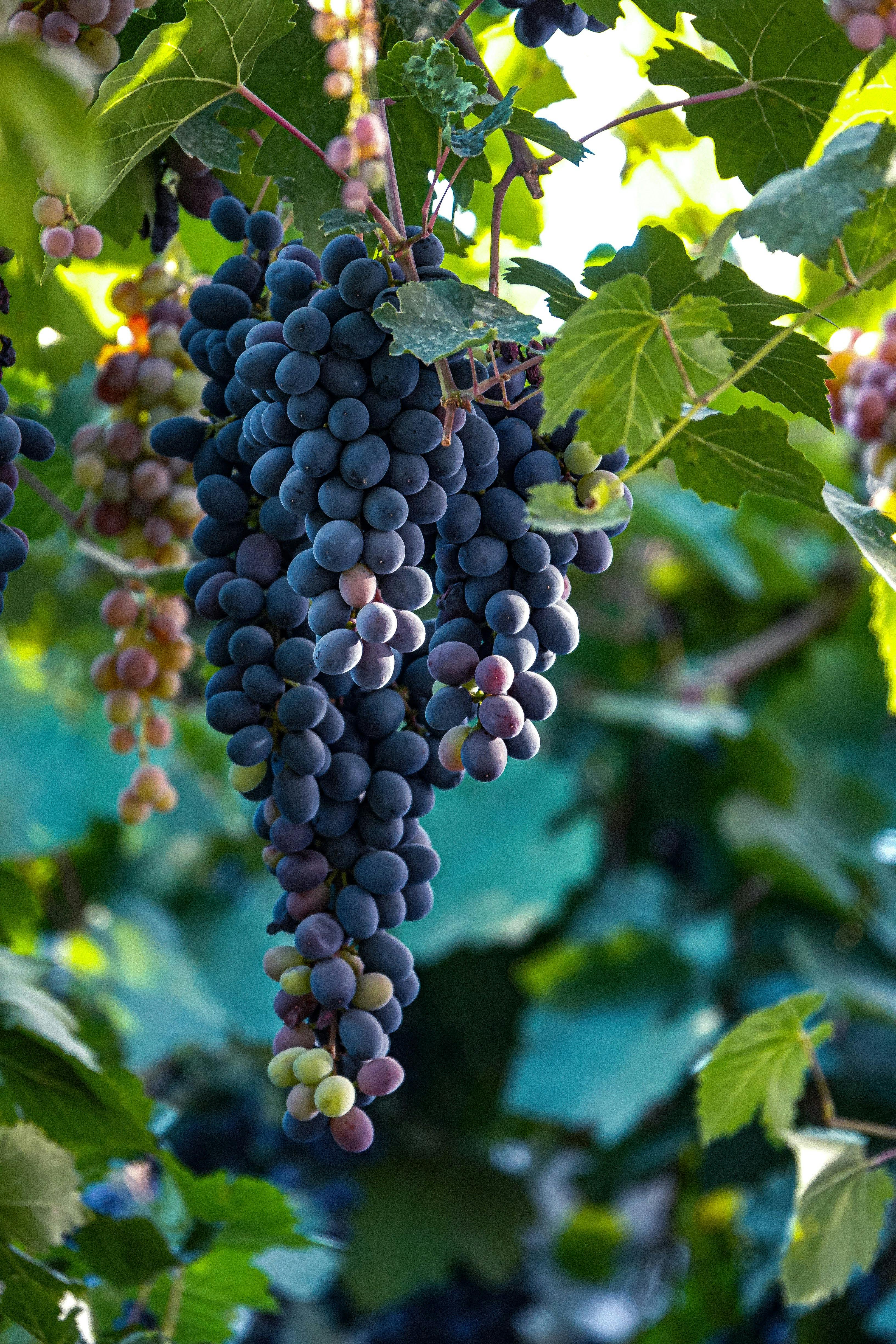 Close-up of ripe purple grapes hanging on the vine in a vineyard, symbolizing harvest and freshness.
