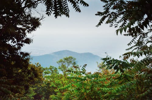 View of a Mountain Between Trees