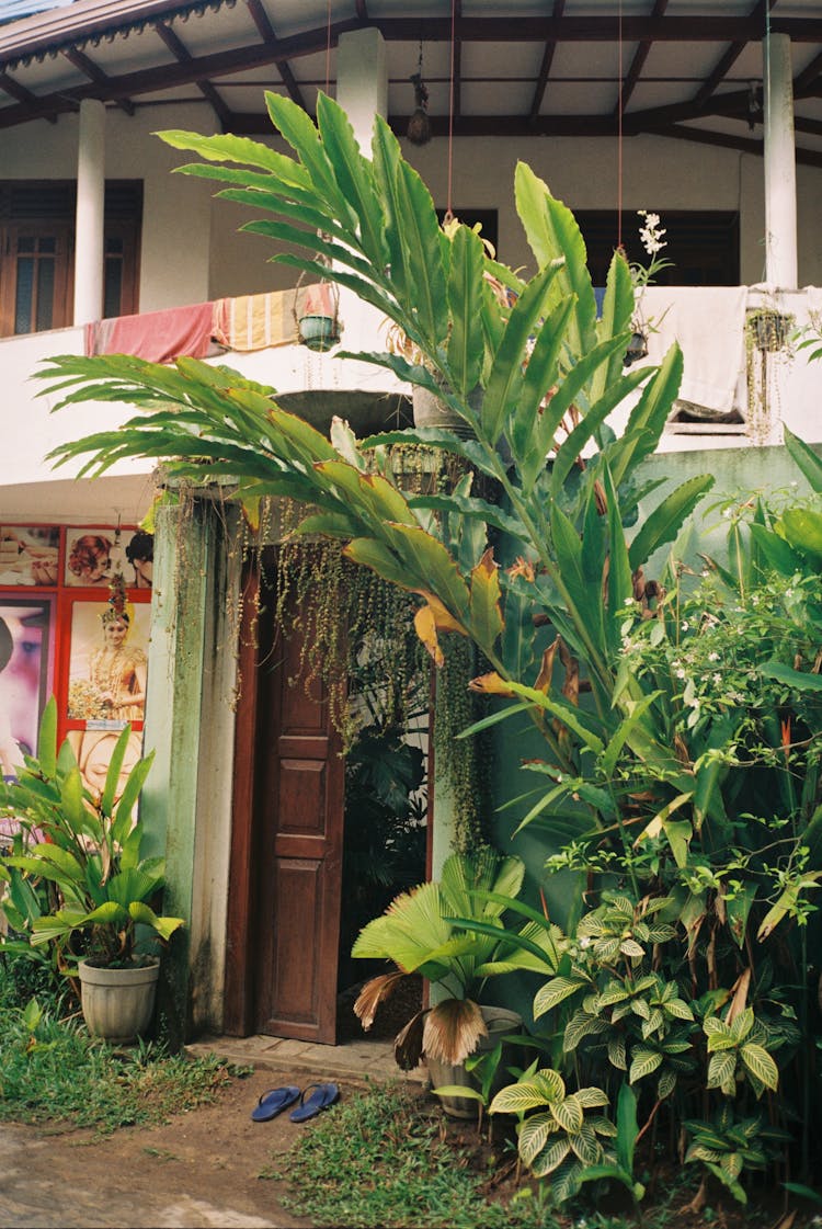 Tropical Plants Growing At Doorway To House 