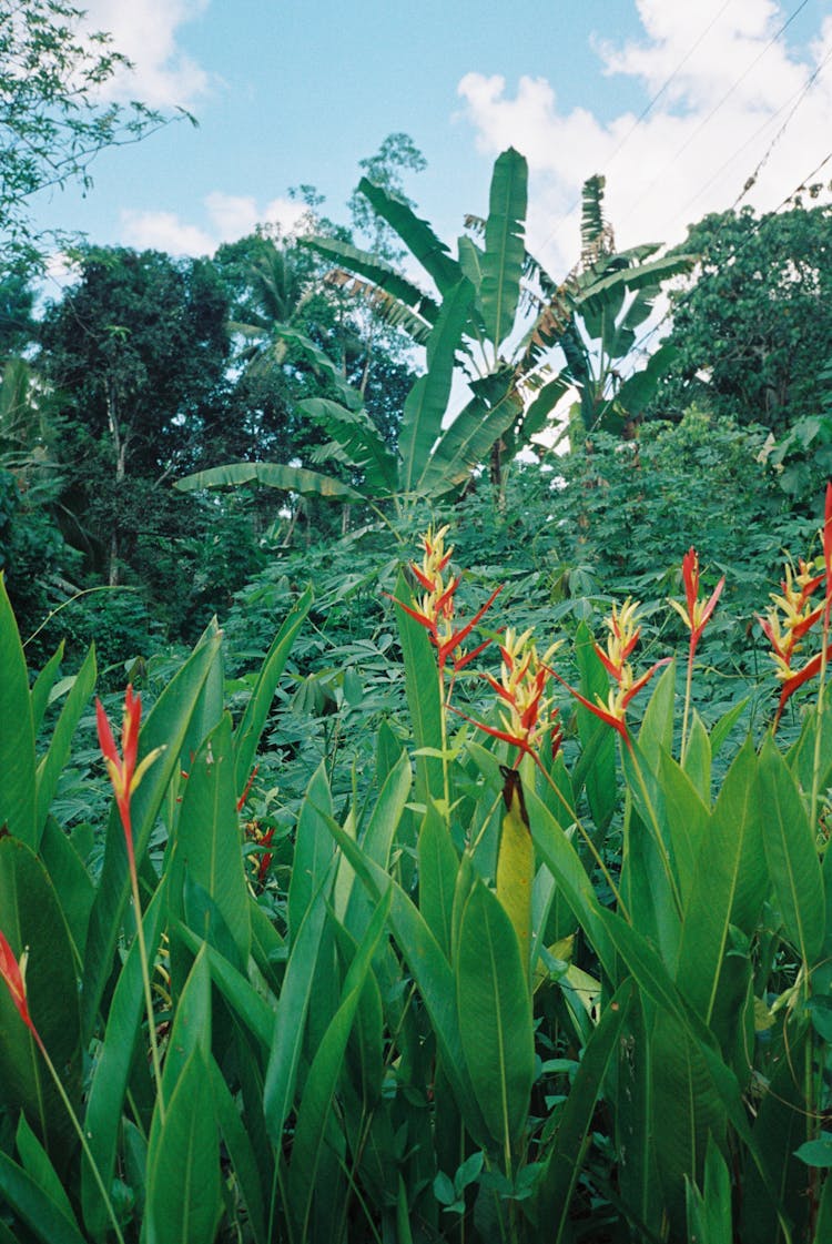 Flowers And Leaves In Garden