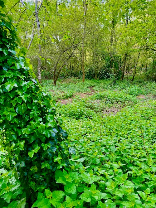 Lush Foliage in Springtime