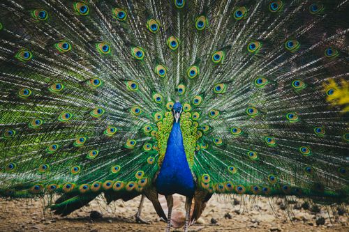 Free A vivid close-up of a peacock with fanned plumage showcasing vibrant colors in an outdoor setting. Stock Photo