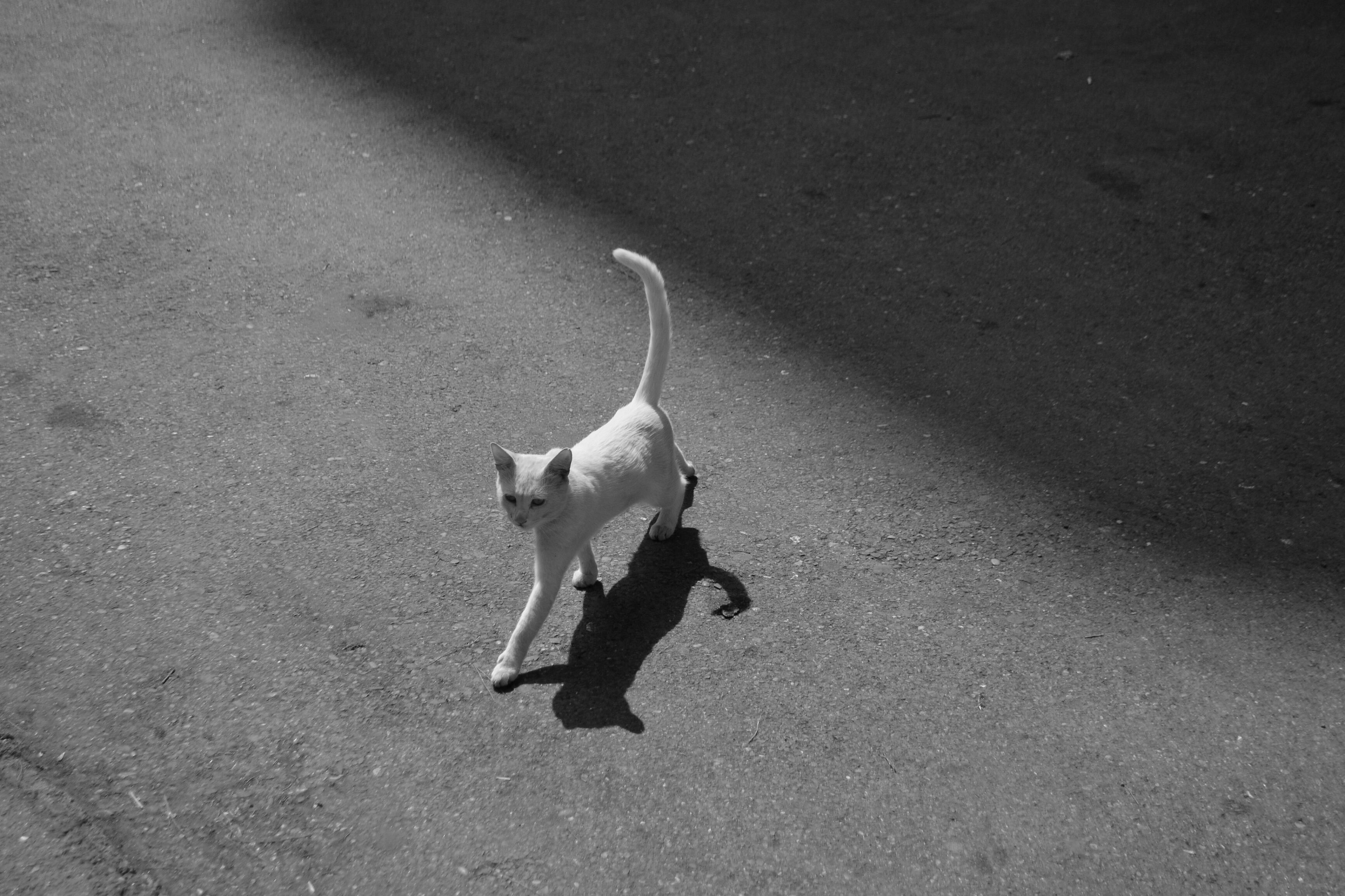 A Black Cat Walking · Free Stock Photo