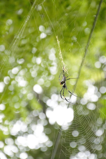 How to kill a spider nest with babies