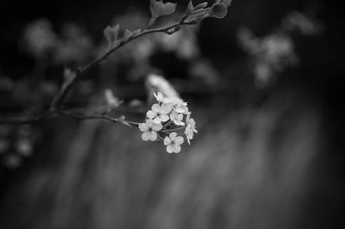 Gratis arkivbilde med blomsterfotografering, blomstre, flora