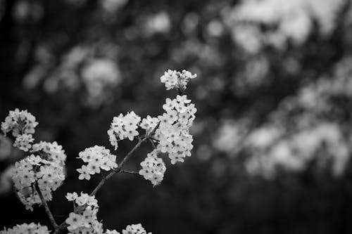 Ücretsiz Beyaz çiçekler, bitki örtüsü, Çiçek açmak içeren Ücretsiz stok fotoğraf Stok Fotoğraflar