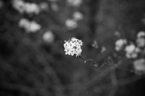 Foto d'estoc gratuïta de blanc i negre, enfocament selectiu, flor