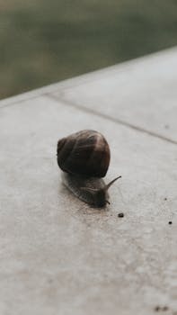 Detailed view of a snail on a pavement in Sakarya, Turkey, showcasing its shell texture.