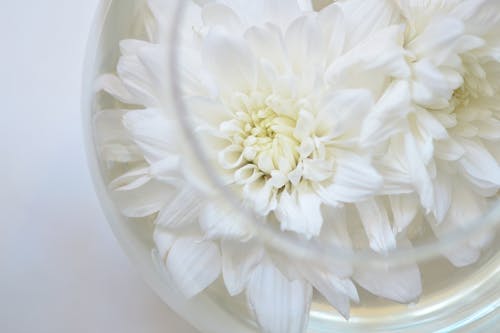 White Flowers in Glass Vase