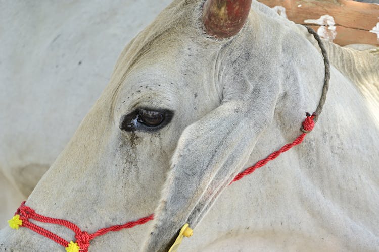 Close-up Of A White Cow 