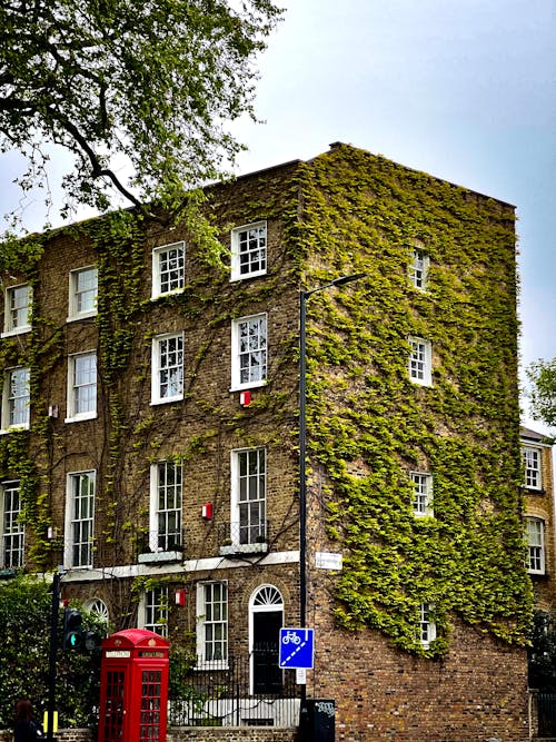 Facade of a Building in City Overgrown with Ivy 