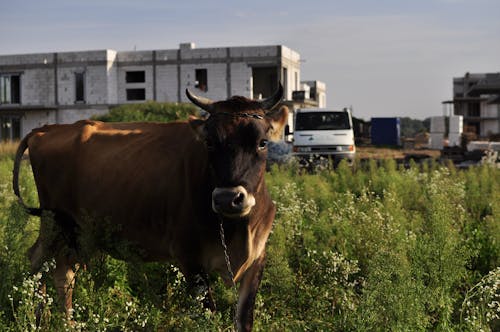 Fotobanka s bezplatnými fotkami na tému krava