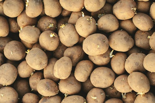 Foto profissional grátis de abundância, batatas, fechar-se