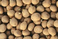 Pile of raw potatoes