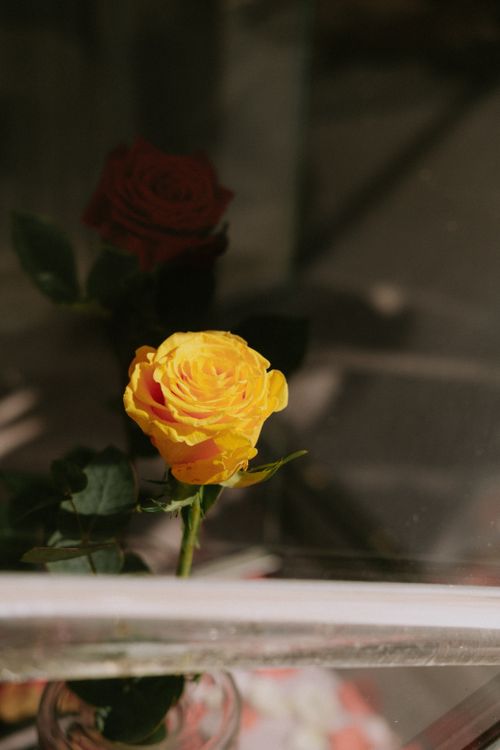 Free A single bright yellow rose blooms in gentle natural light, showcasing its vibrant petals. Stock Photo