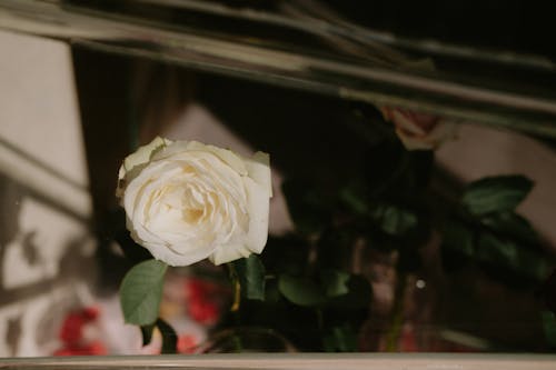 A White Rose in Full Bloom