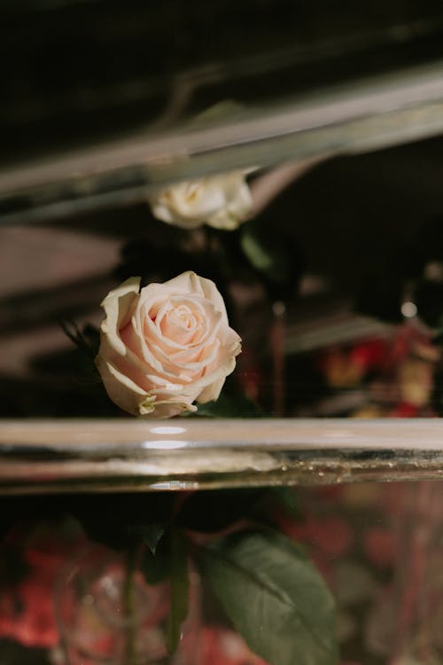 Close Up Photo of a Rose