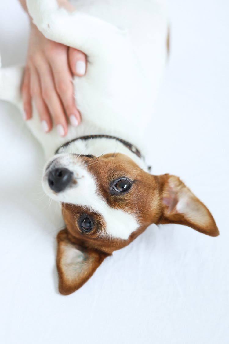 Hand Holding Dog