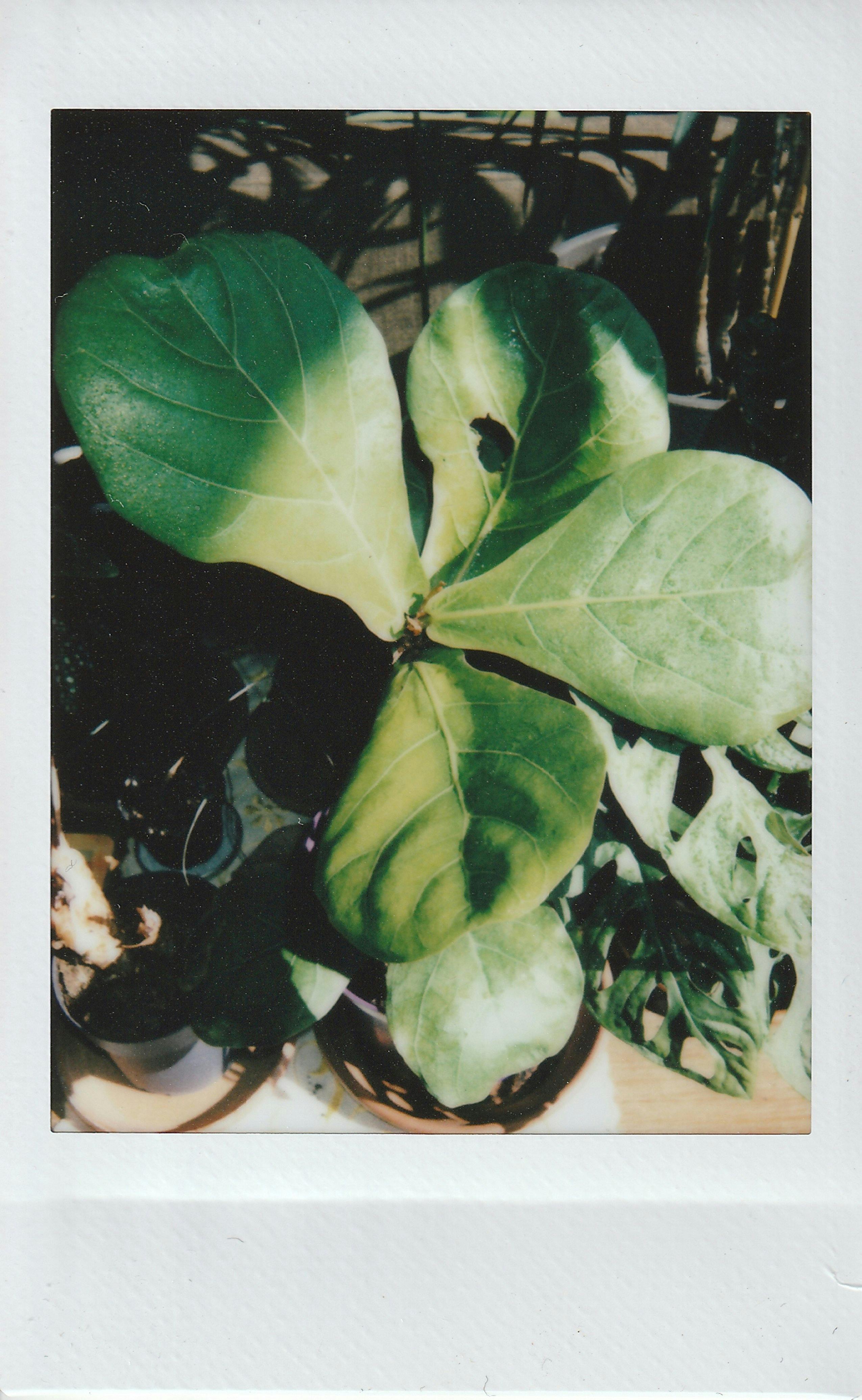 Polaroid picture of a vibrant fiddle-leaf fig plant in an indoor setting.