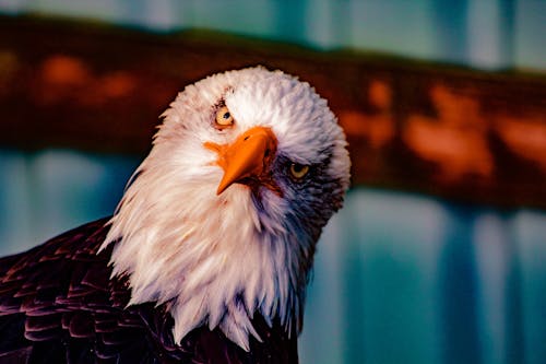 Bald Eagle Head