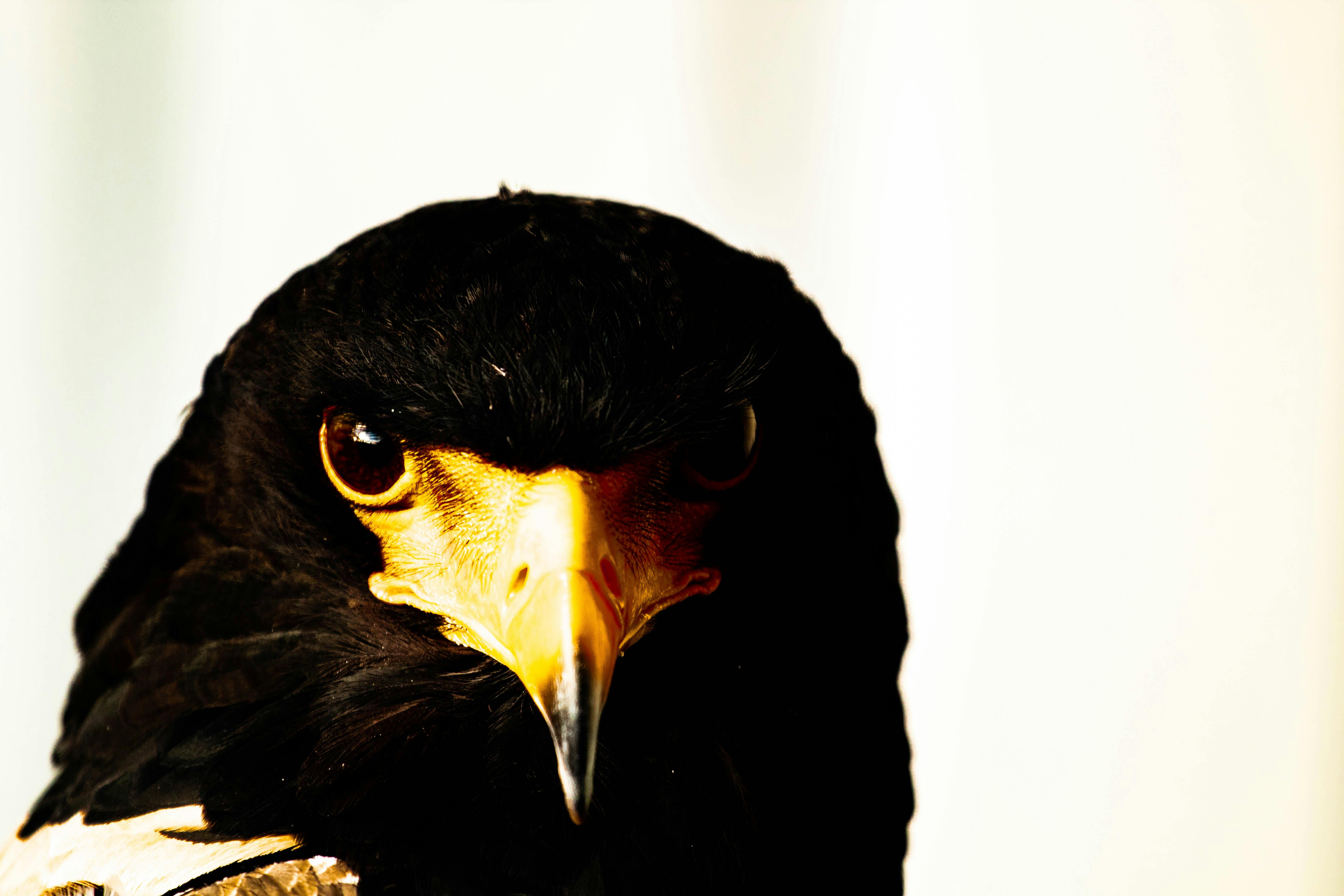 Photo gratuite de aigle, animal, arrière-plan blanc