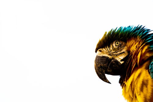 Free Blue-and-yellow Macaw Stock Photo