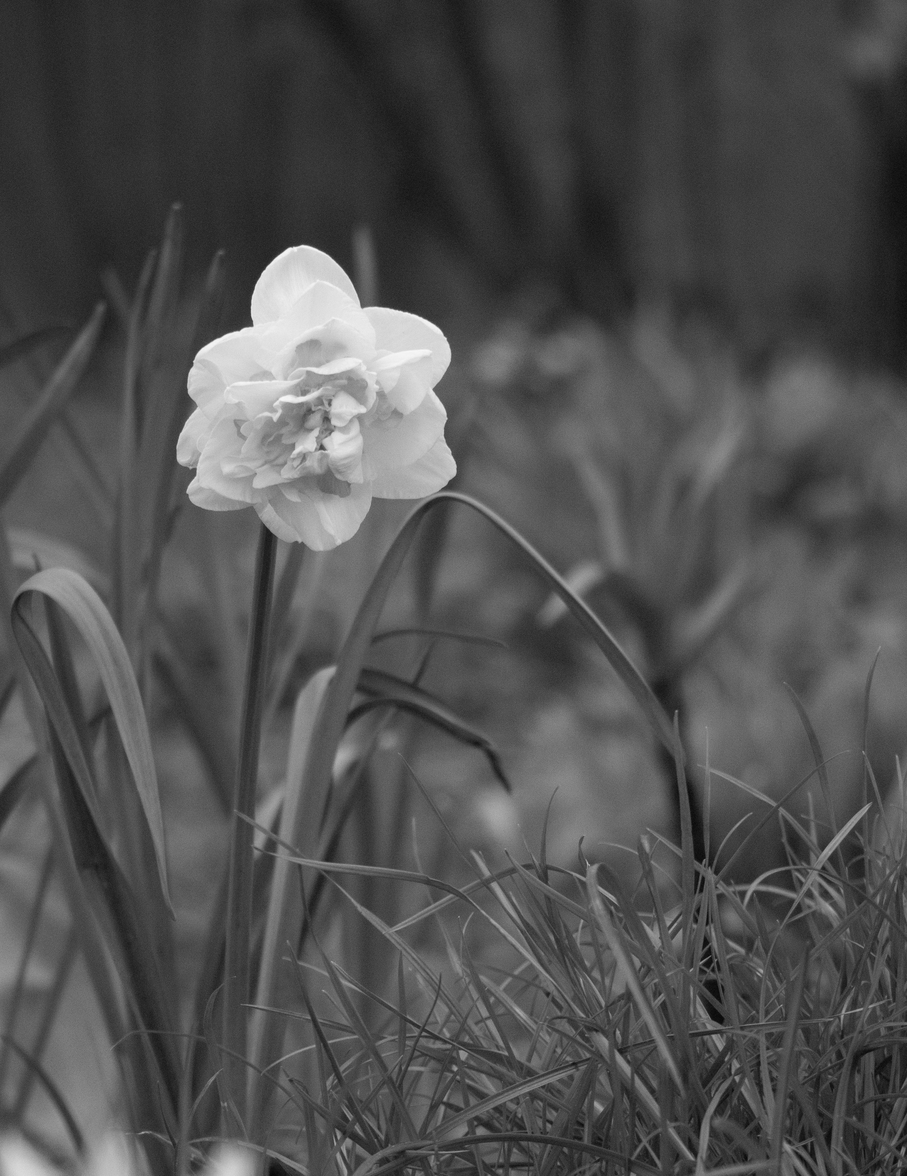 Close up of a Flower ·