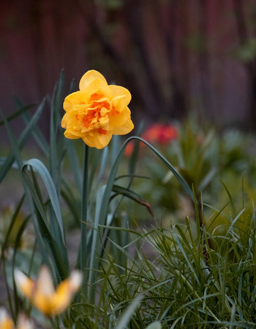 Daffodill in Flowerbed